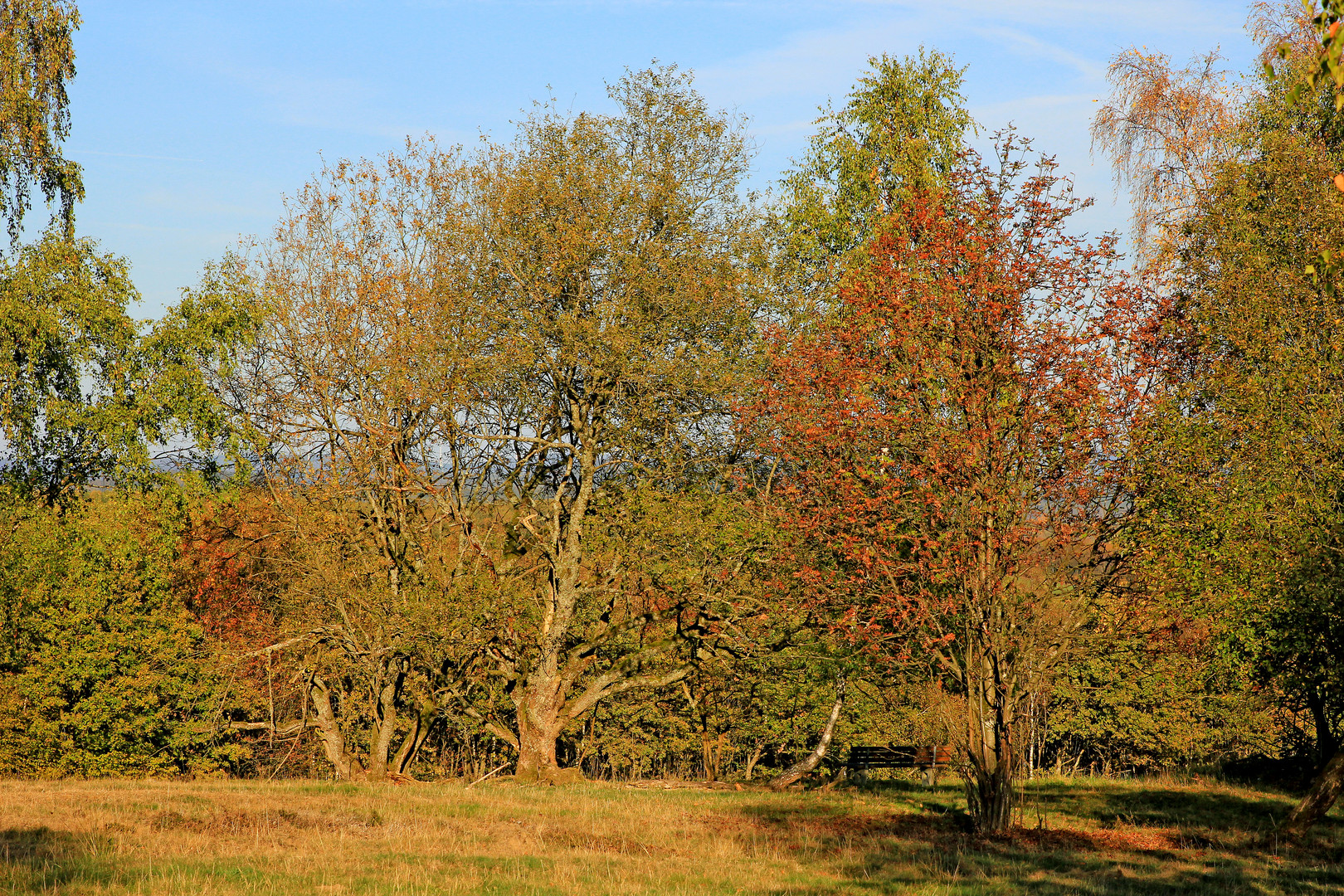 Trupbacher Heide bei Siegen-Trupbach 6 (ehemaliger Truppenübungsplatz)