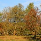 Trupbacher Heide bei Siegen-Trupbach 6 (ehemaliger Truppenübungsplatz)