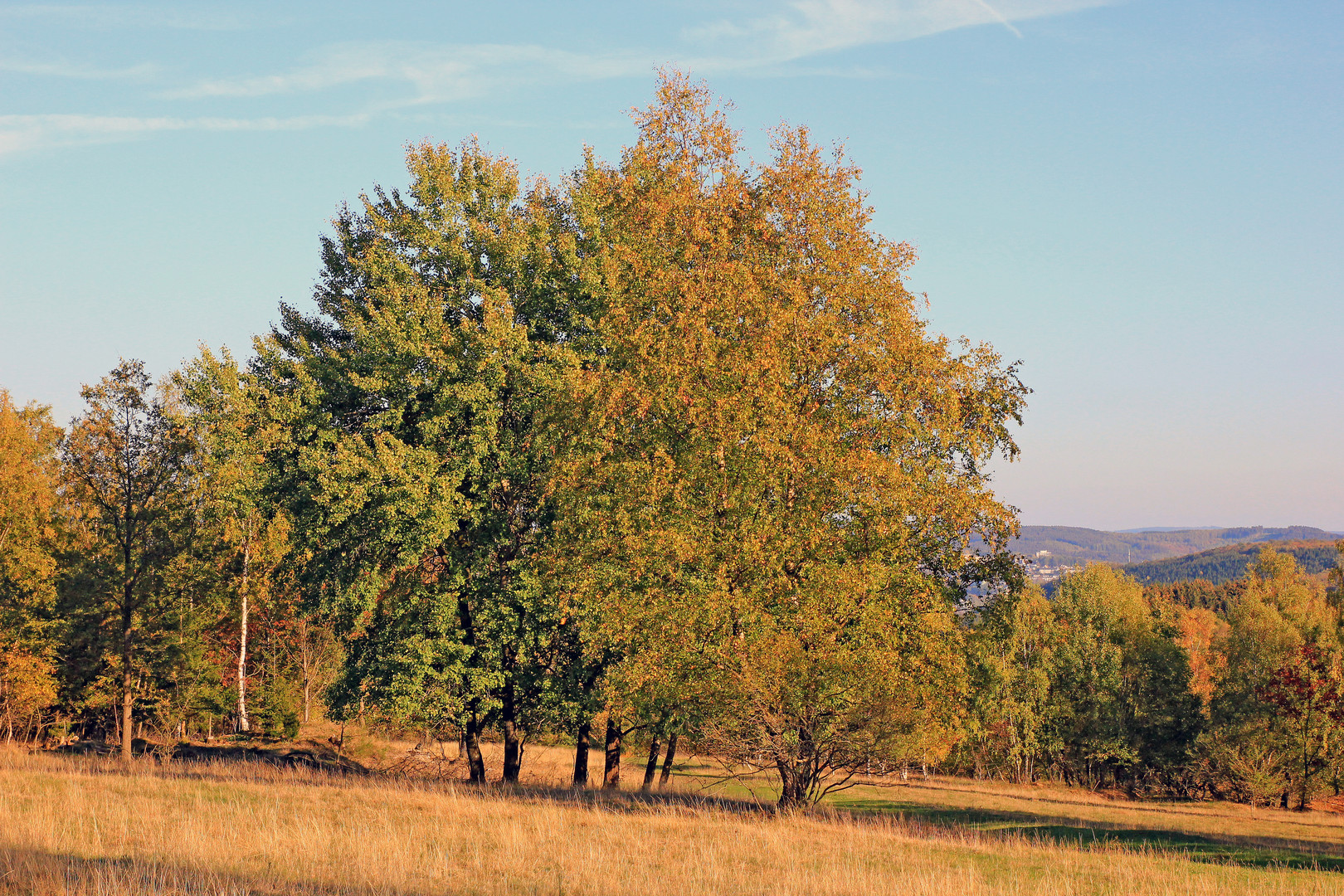 Trupbacher Heide bei Siegen-Trupbach 8 (ehemaliger Truppenübungsplatz)