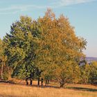 Trupbacher Heide bei Siegen-Trupbach 8 (ehemaliger Truppenübungsplatz)