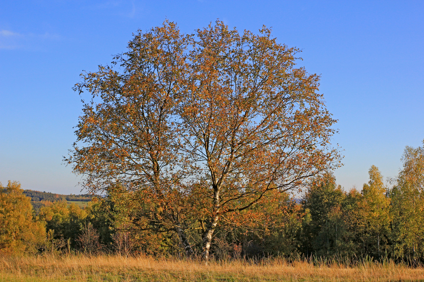 Trupbacher Heide bei Siegen-Trupbach 9 (ehemaliger Truppenübungsplatz)