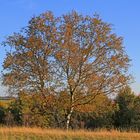 Trupbacher Heide bei Siegen-Trupbach 9 (ehemaliger Truppenübungsplatz)