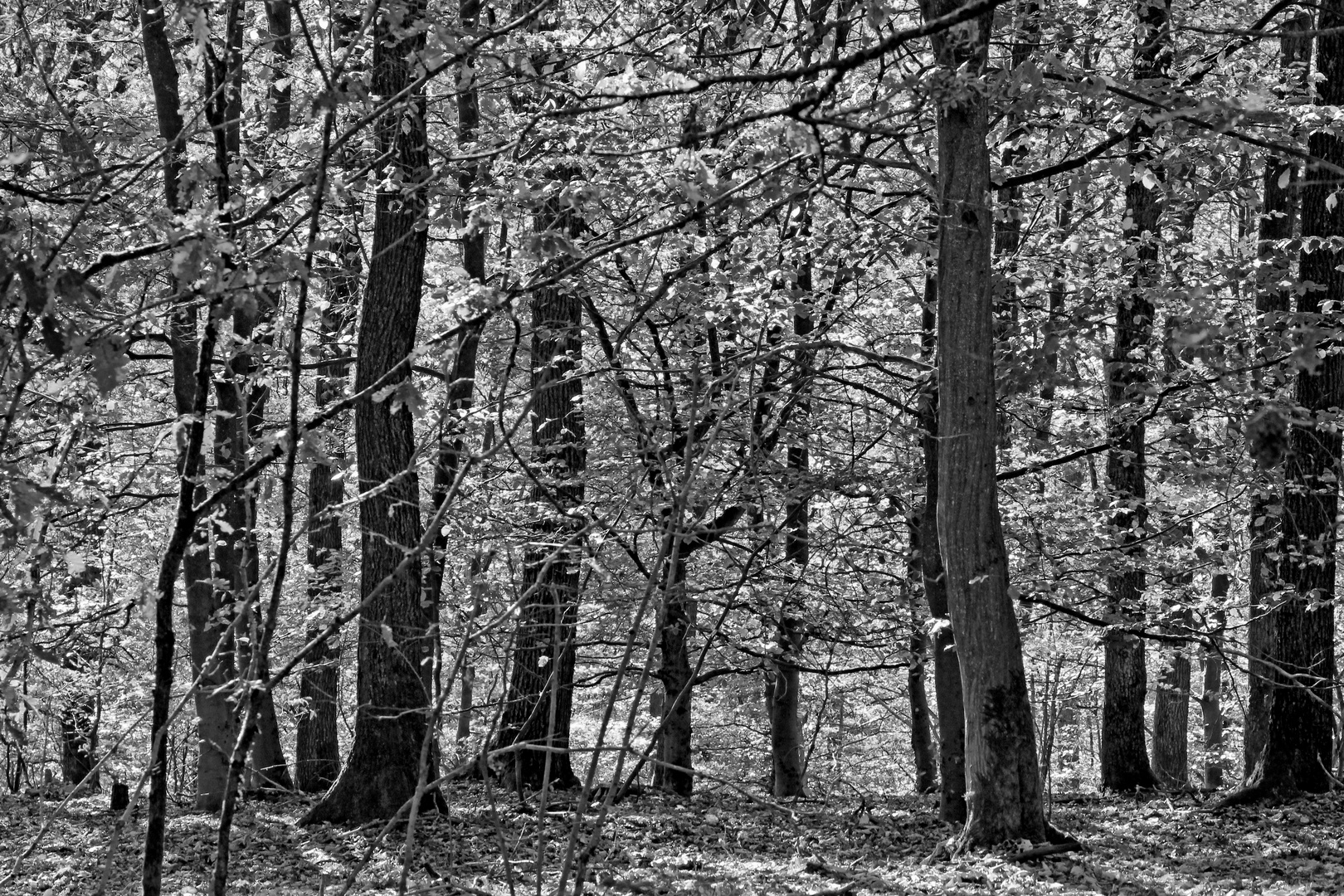 Trupbacher Heide bei Siegen-Trupbach  (ehemaliger Truppenübungsplatz) diesmal in schwarz weiß