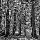 Trupbacher Heide bei Siegen-Trupbach  (ehemaliger Truppenübungsplatz) diesmal in schwarz weiß