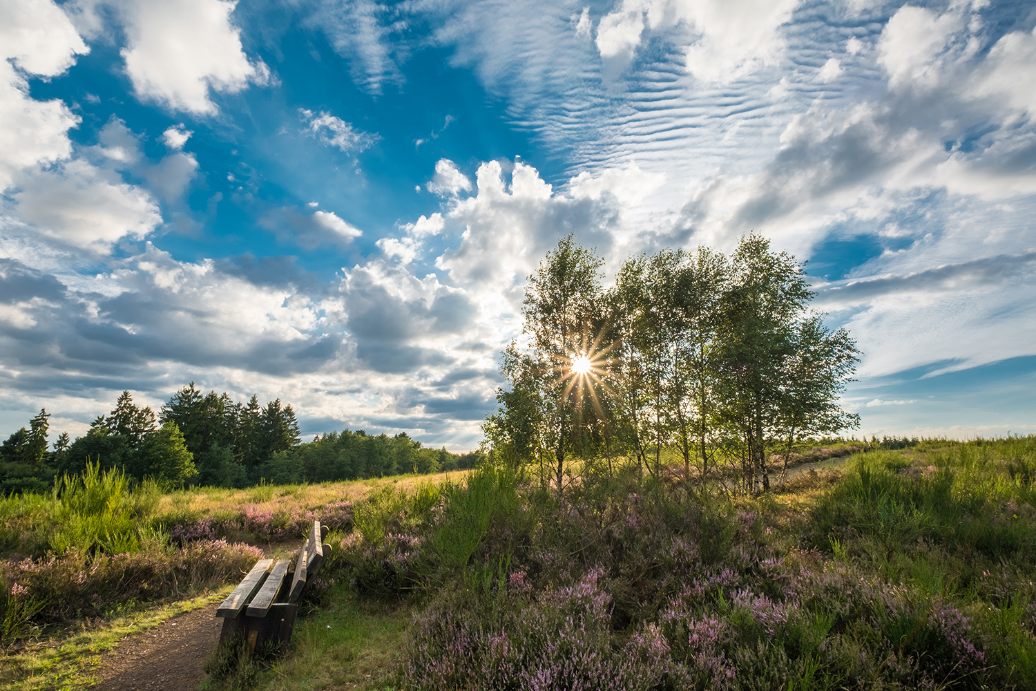 Trupbacher Heide