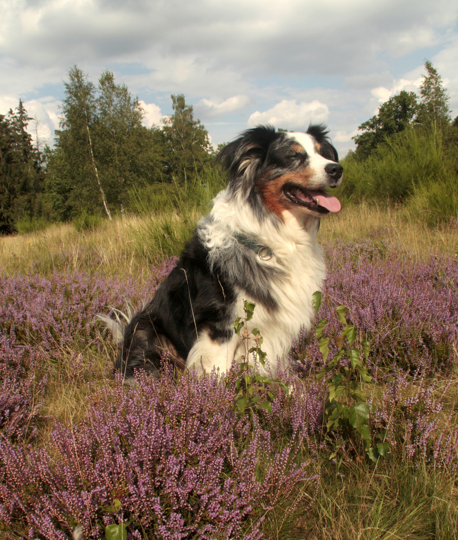 Truppacher Heide 