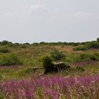 Truppenübungsplatz Wildflecken