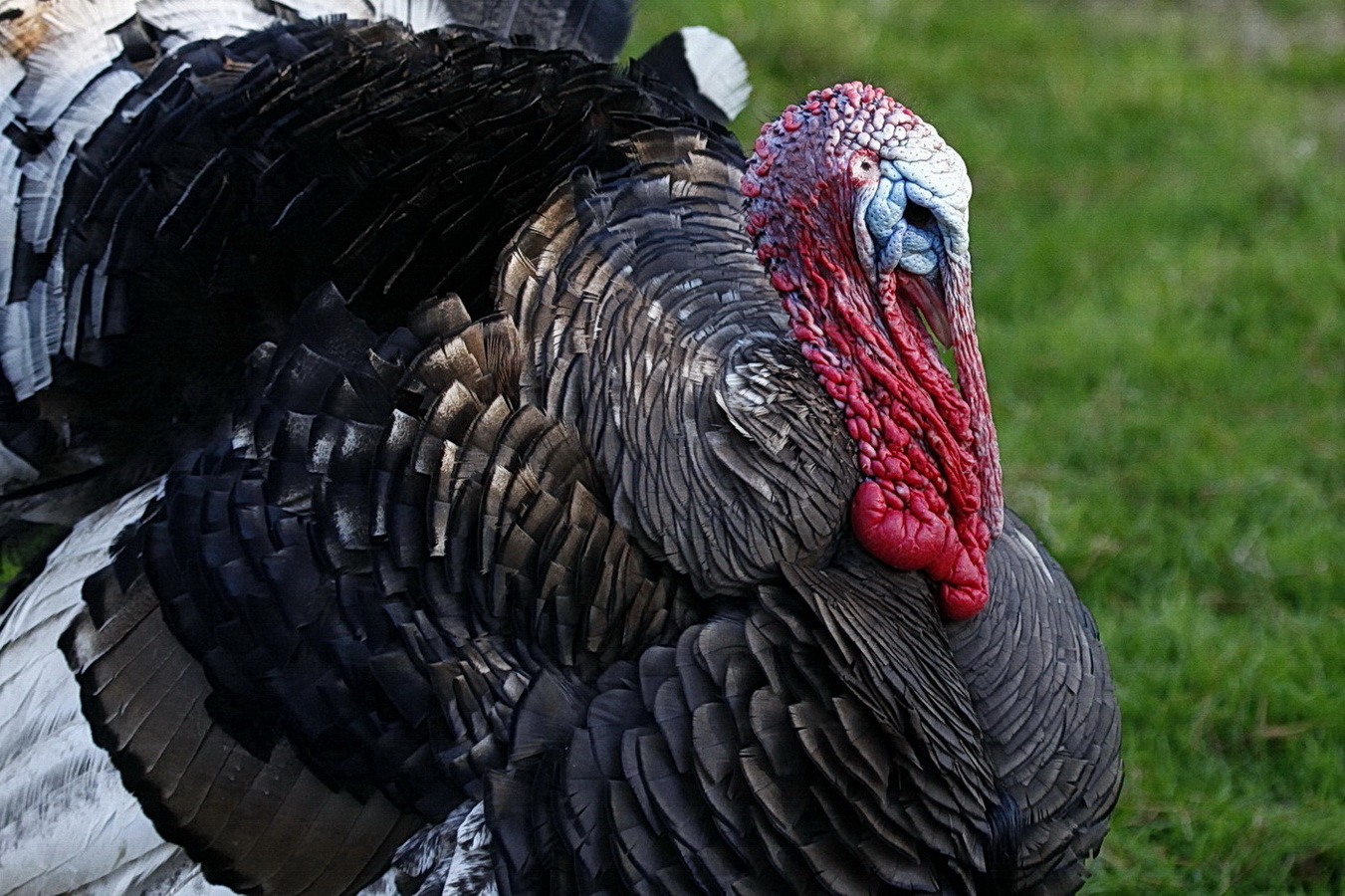 Truthahn Foto &amp; Bild | tiere, natur Bilder auf fotocommunity