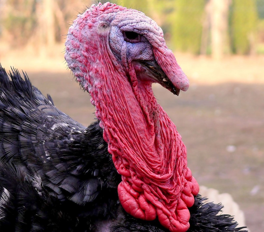 Truthahn... Foto & Bild | tiere, haustiere, nutztiere Bilder auf ...