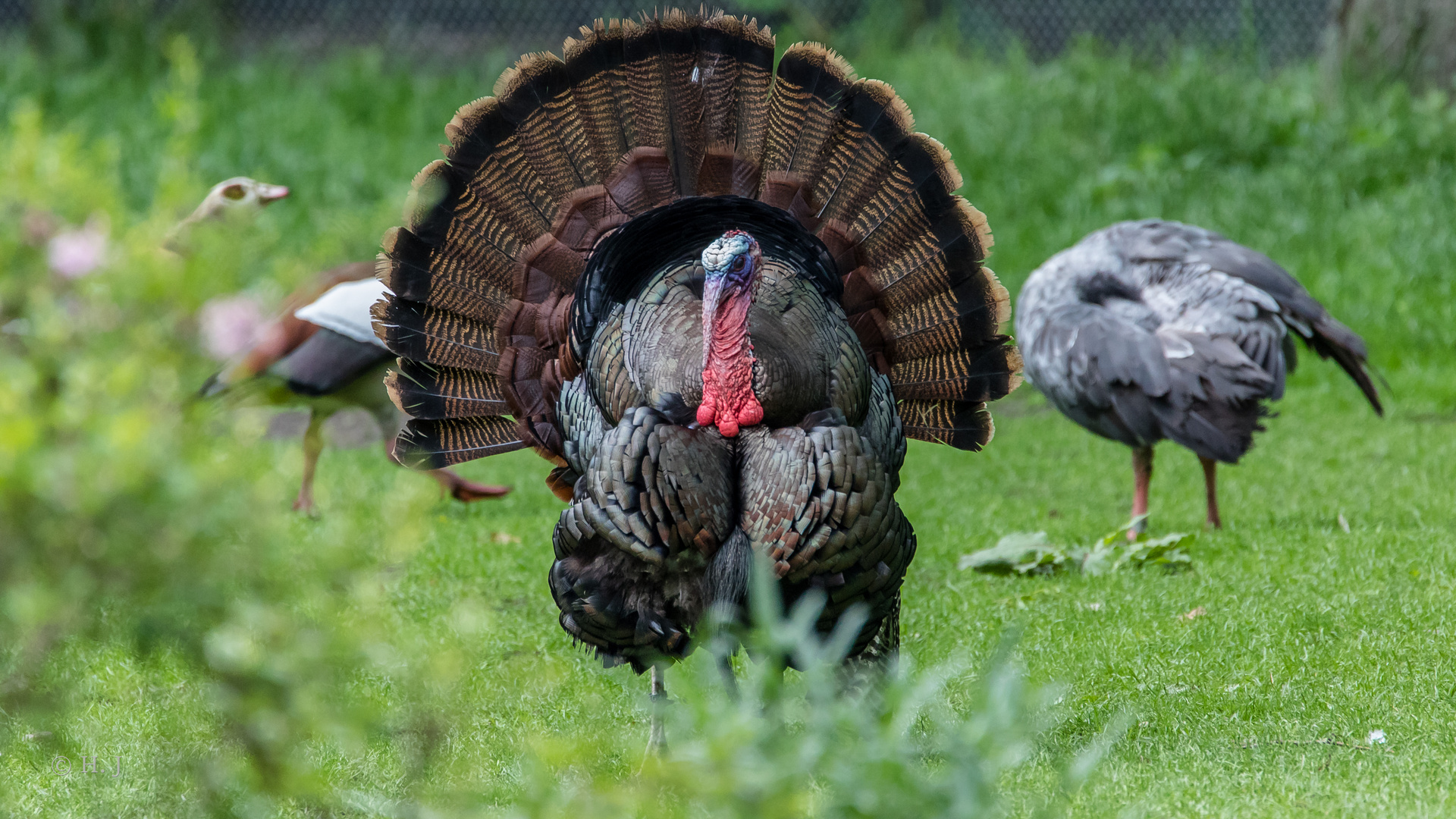 Truthahn Foto &amp; Bild | natur, tiere, vögel Bilder auf fotocommunity