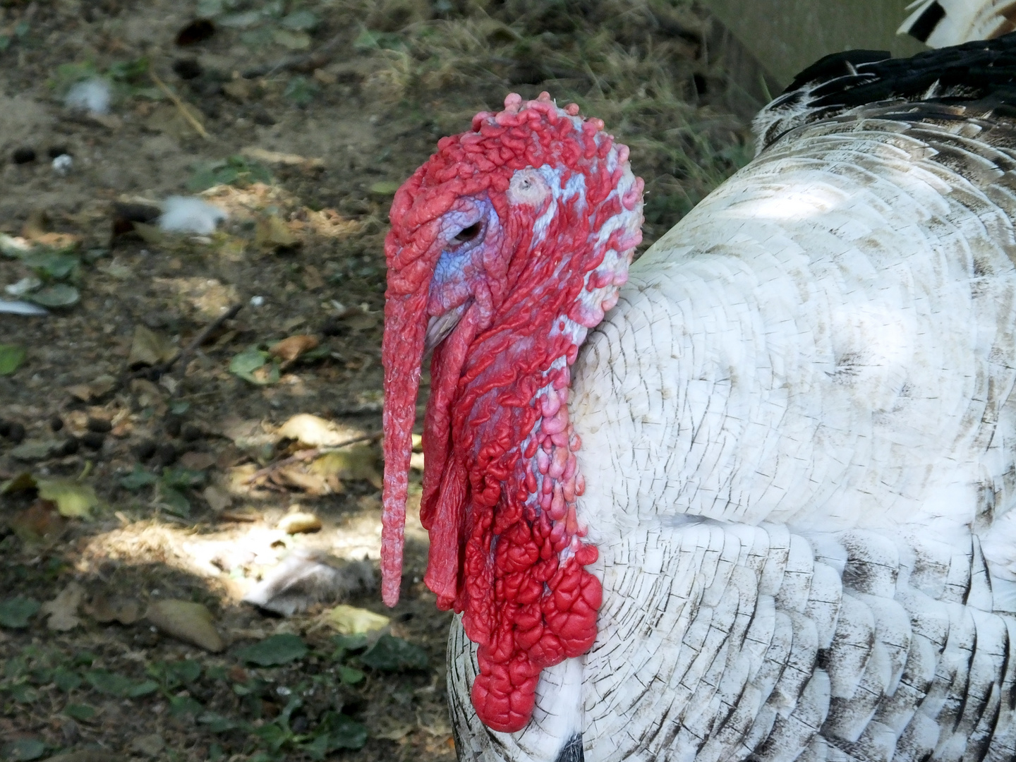 Truthahn Foto &amp; Bild | natur, tiere, vögel Bilder auf fotocommunity