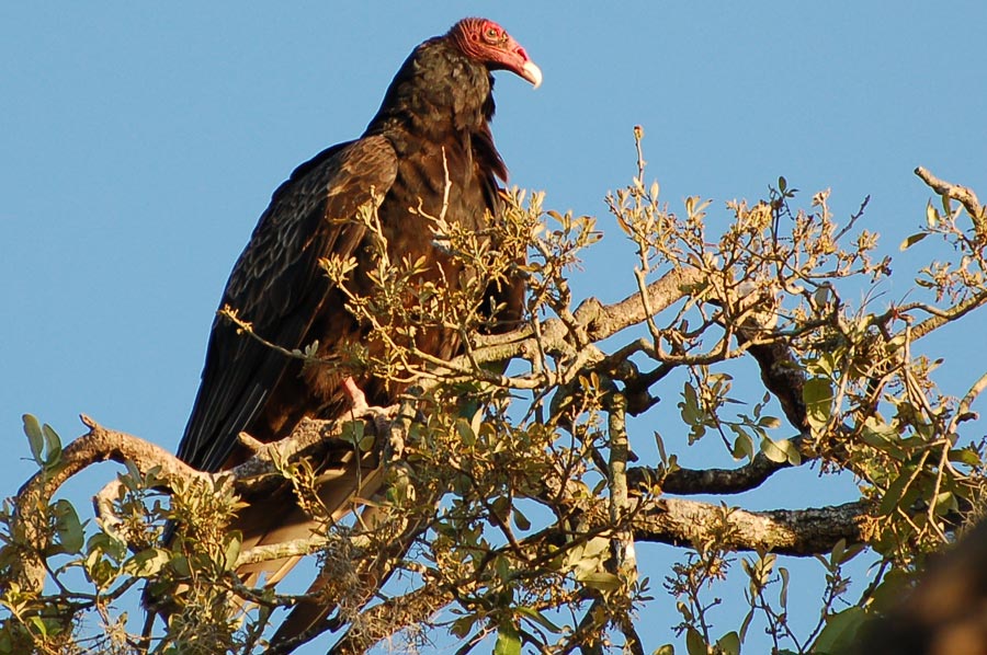 Truthahn Geier - Turkey Vulture (Cathartes aura)...