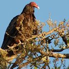 Truthahn Geier - Turkey Vulture (Cathartes aura)...