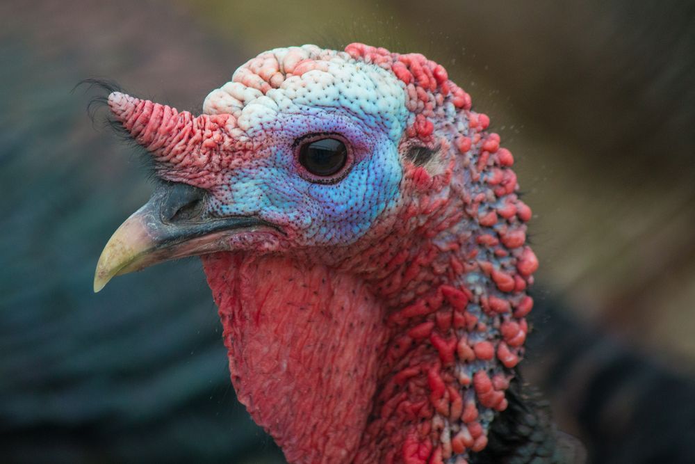 Truthahn Portrait Foto &amp; Bild | tiere, haustiere, vögel Bilder auf ...