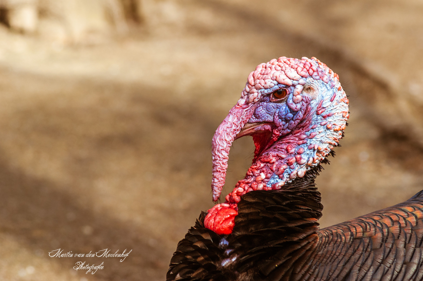 Truthahn Waldzoo Gera