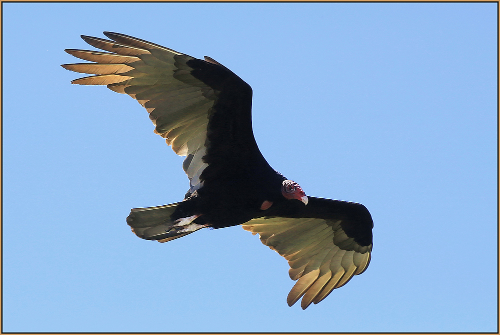 Truthahngeier Foto Bild Tiere Wildlife Wild Lebende Vogel Bilder Auf Fotocommunity