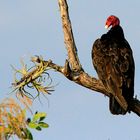 Truthahngeier (Cathartes aura), Llanos, Venezuela