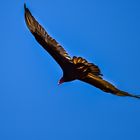 Truthahngeier, Turkey Vulture DSC_5311-2