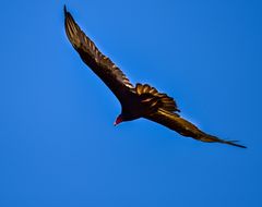 Truthahngeier, Turkey Vulture DSC_5311-2