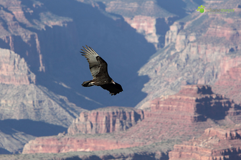 Truthahngeier über dem Grand Canyon Foto & Bild | tiere, wildlife, wild