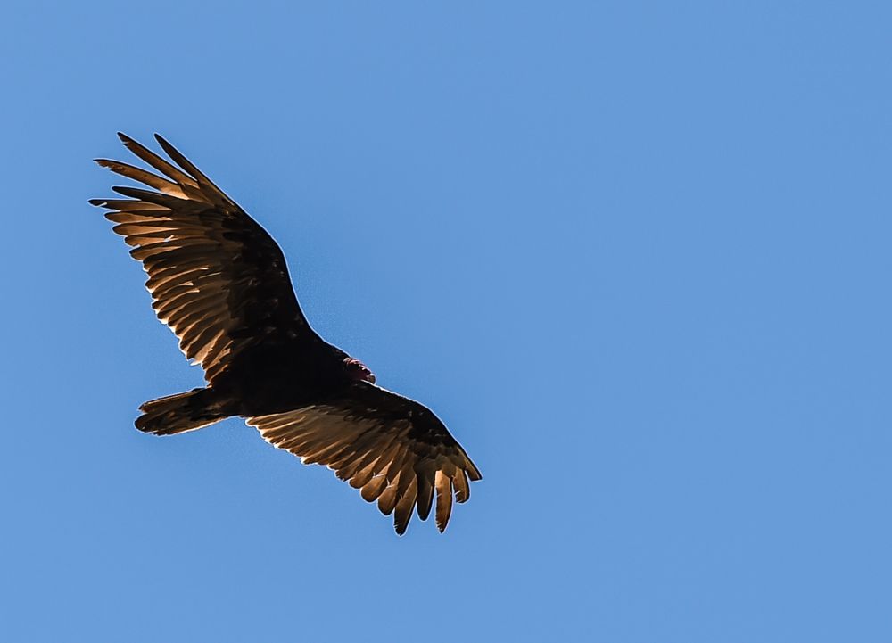 Truthanhgeier,     Turkey Vulture                                          DSC_5137-2