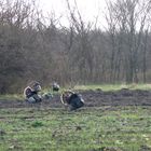 Truthühner im Wald - fast ein Aprilscherz