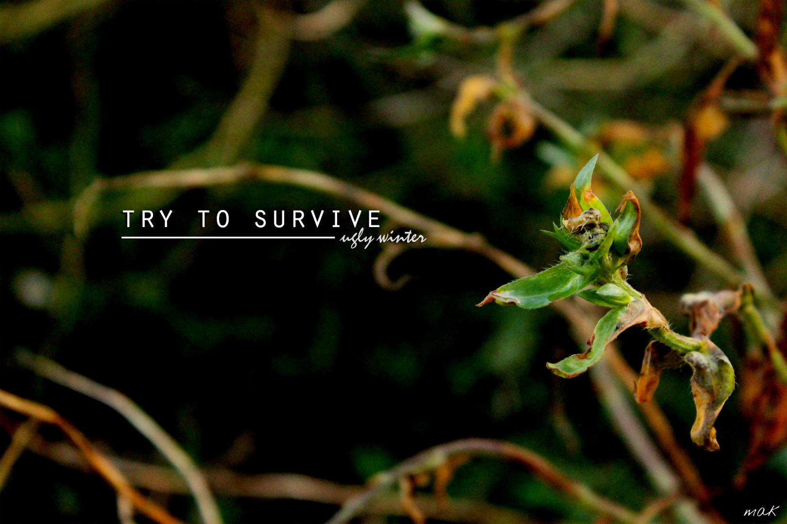 TRY TO SURVIVE