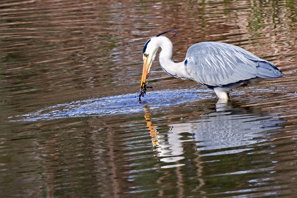 Trying to fish but not having much luck