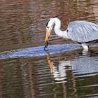 Trying to fish but not having much luck