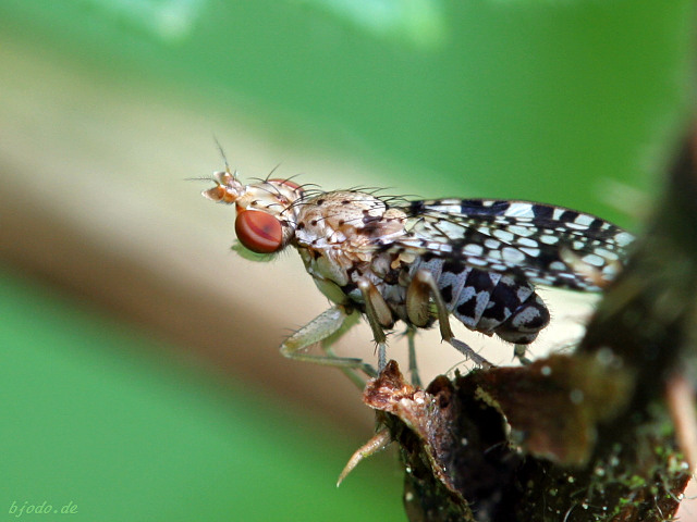 Trypetoptera punctulata