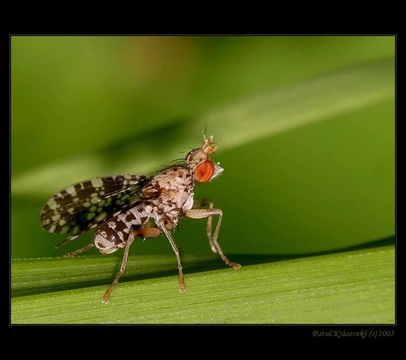 Trypetoptera punctulata