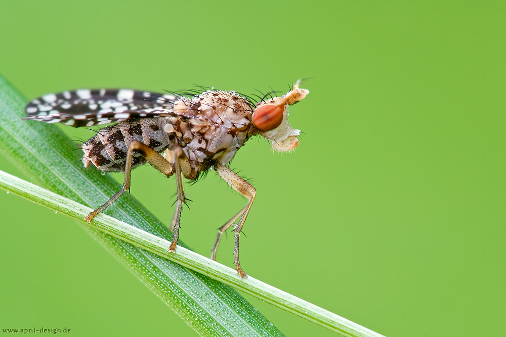 Trypetoptera punctulata