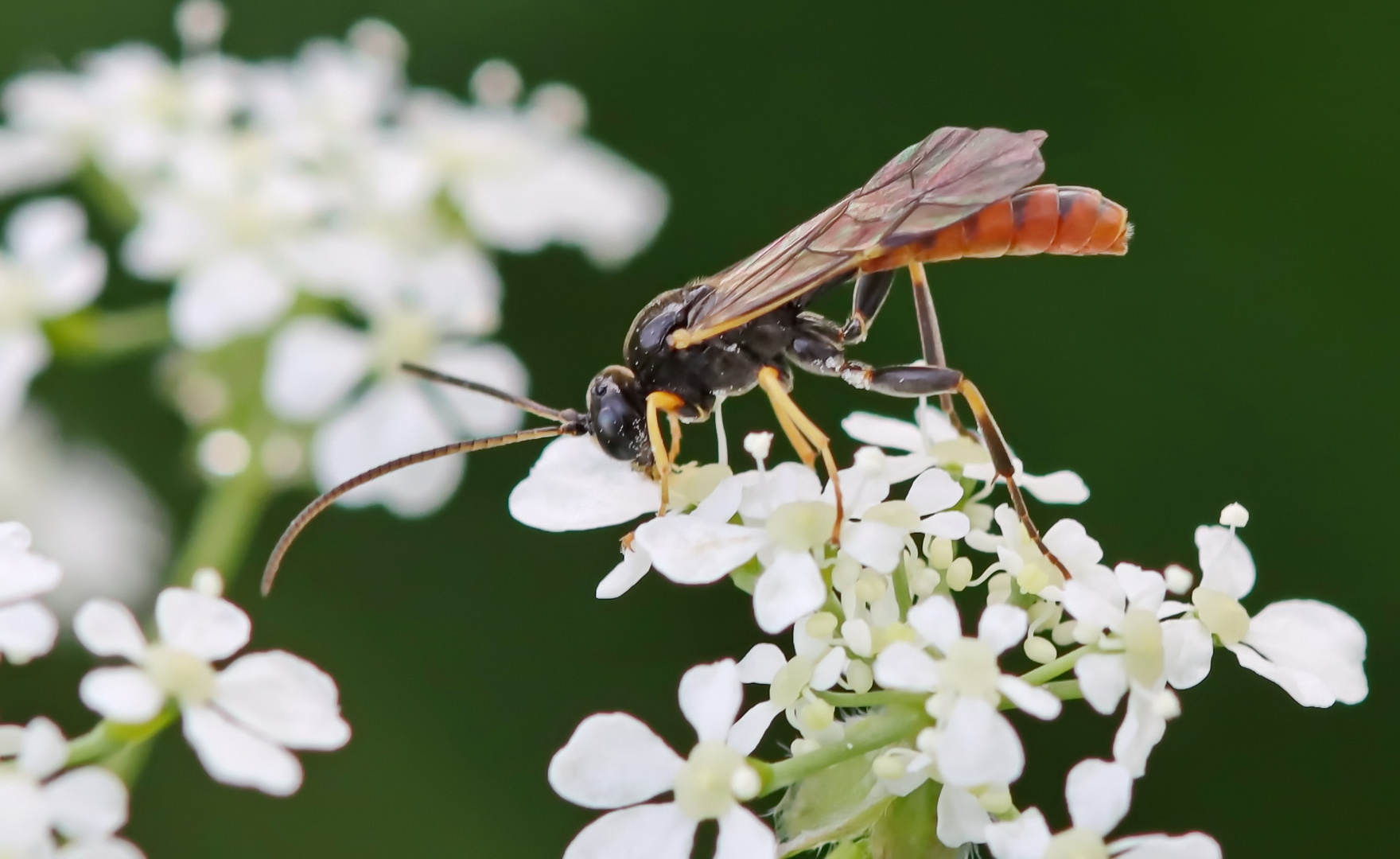 Tryphoninae