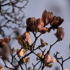 Tryptichon Magnolien erfroren im Abendlicht-6243_be