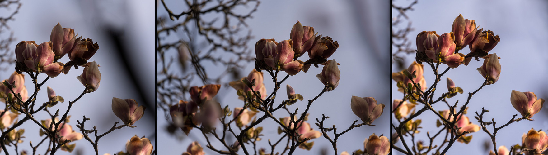 Tryptichon Magnolien erfroren im Abendlicht-6243_be