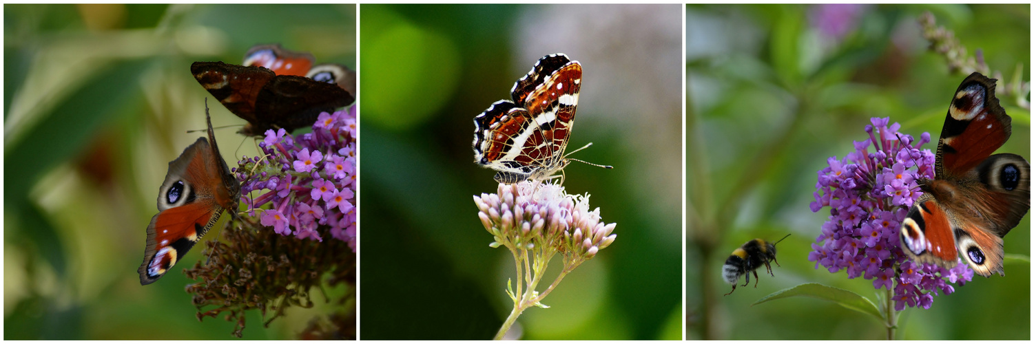 Tryptichon mit Hummel