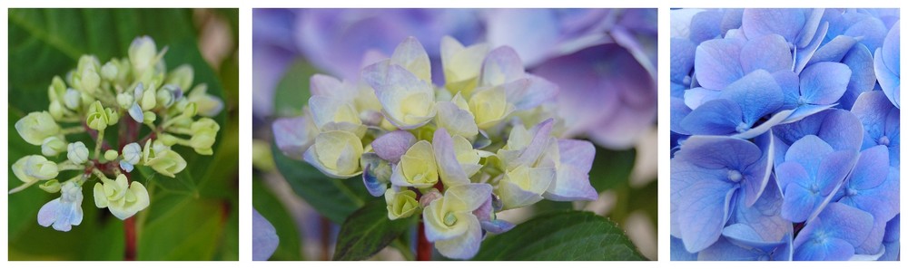 tryptique hortensia bleu