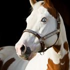 T's Jamie Mc Cue (Paint Horse)