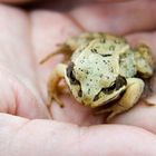 Tsarevna a frog