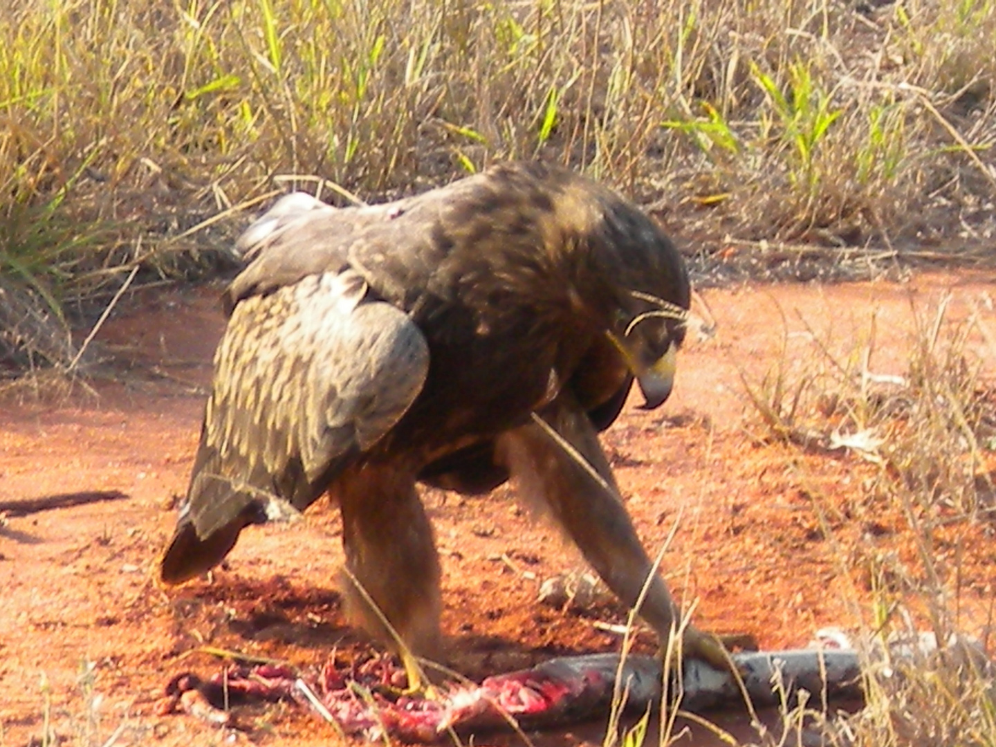 Tsavo 2010