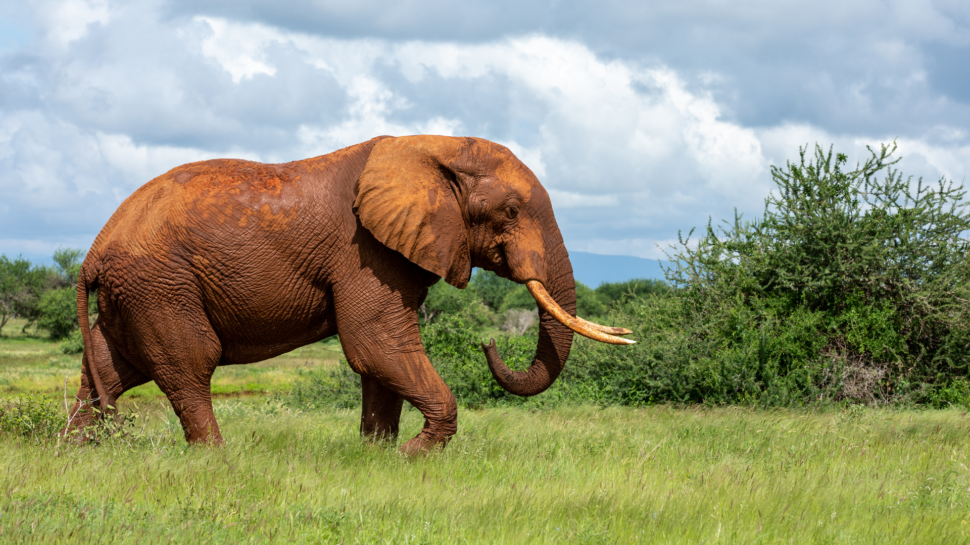 Tsavo