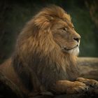 Tsavo