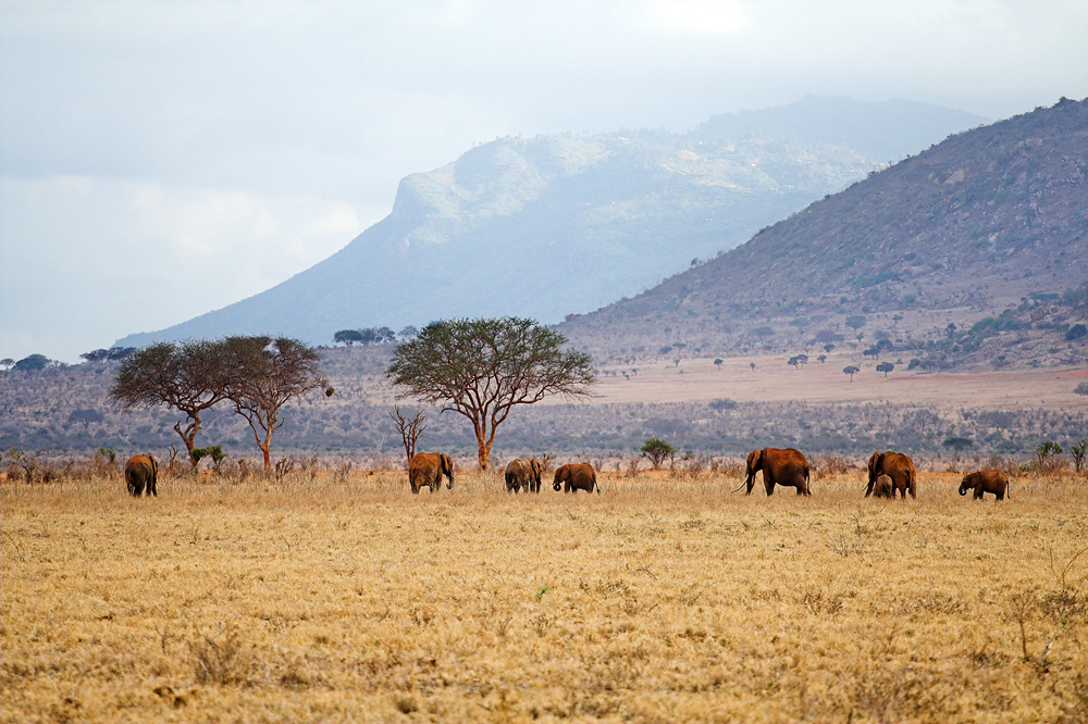 Tsavo Abendstimmung