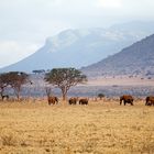 Tsavo Abendstimmung