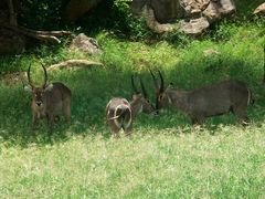 Tsavo-Antilopen