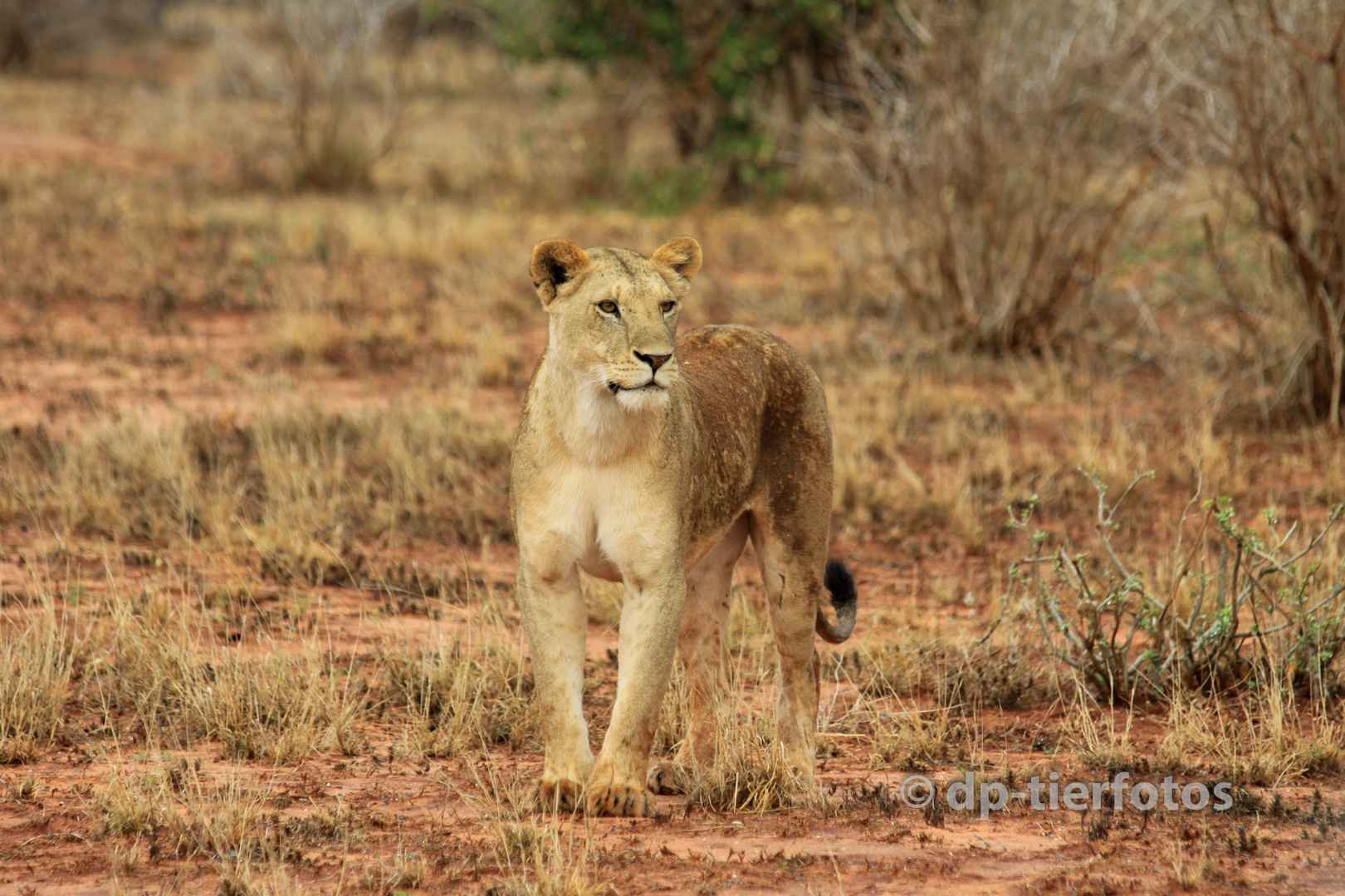 Tsavo East