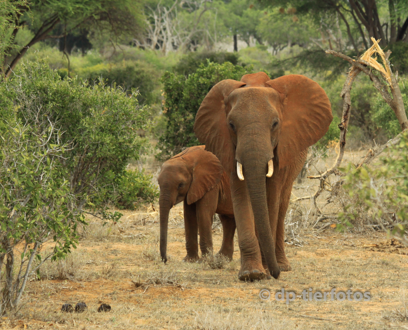 Tsavo East