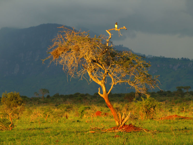 Tsavo East / Kenia