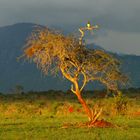 Tsavo East / Kenia