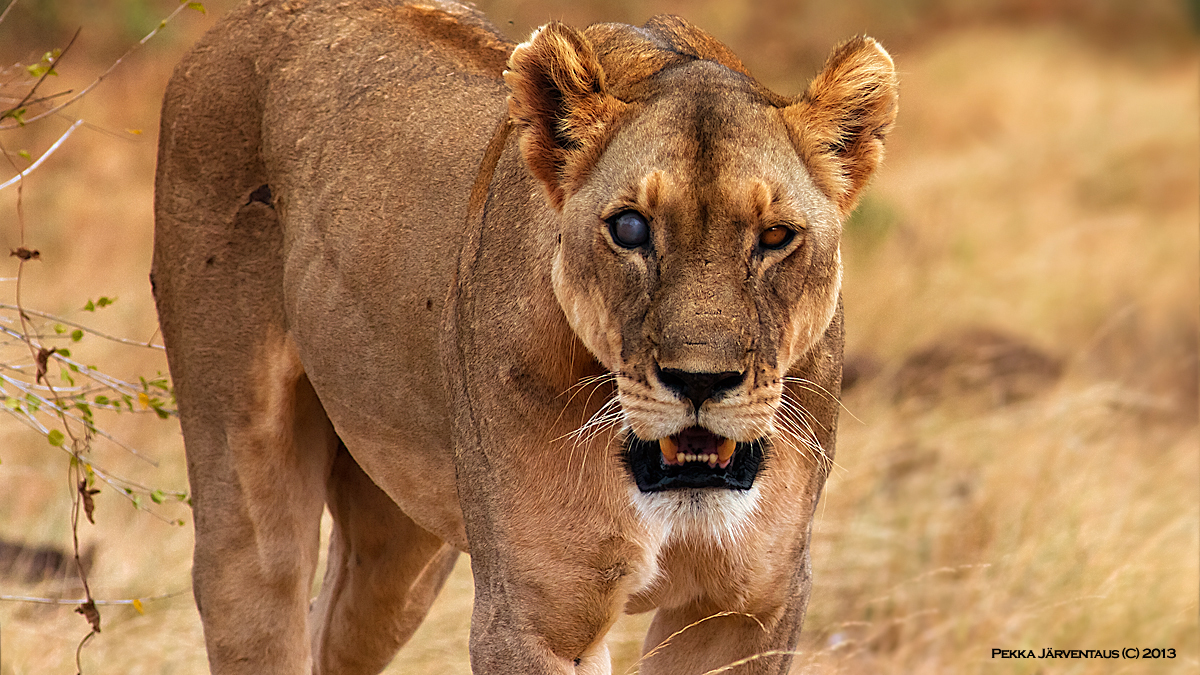 Tsavo east lion